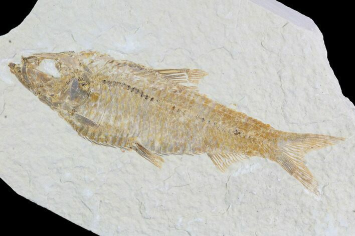 Detailed Fossil Fish (Knightia) - Wyoming #96100